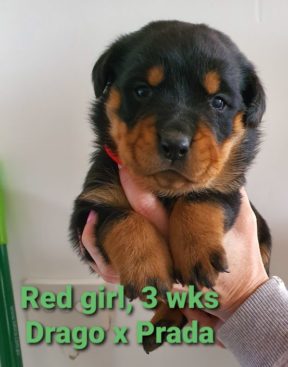 Breeding Working Rottweilers in Australia