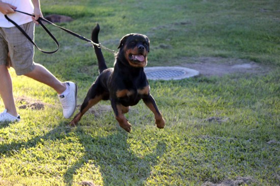 Breeding Working Rottweilers in Australia