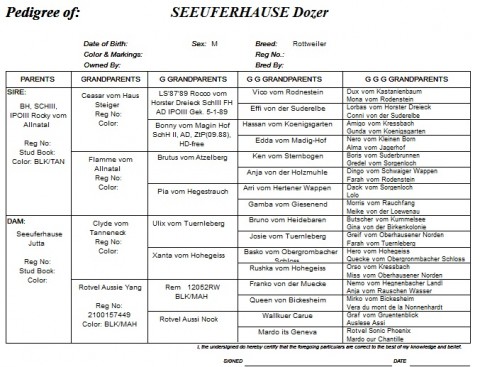 Breeding Working Rottweilers in Australia
