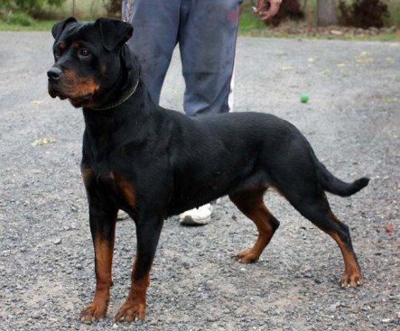 Breeding Working Rottweilers in Australia