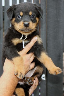 Breeding Working Rottweilers in Australia