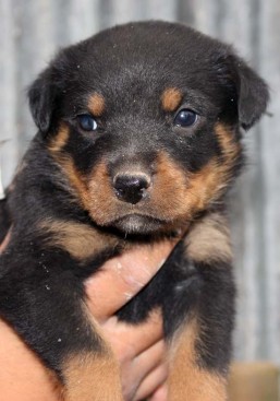 Breeding Working Rottweilers in Australia