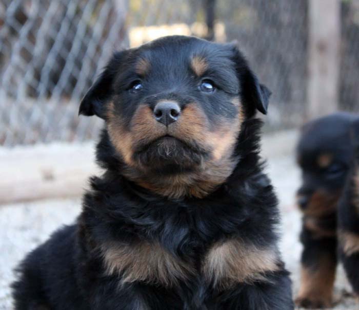 Breeding Working Rottweilers in Australia