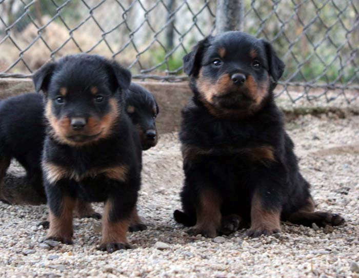 Breeding Working Rottweilers in Australia