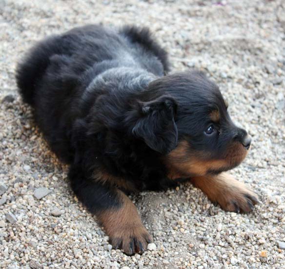 Breeding Working Rottweilers in Australia