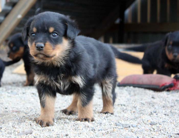 Breeding Working Rottweilers in Australia