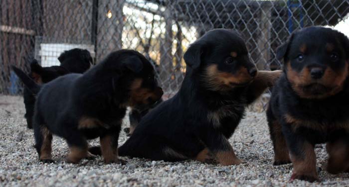 Breeding Working Rottweilers in Australia