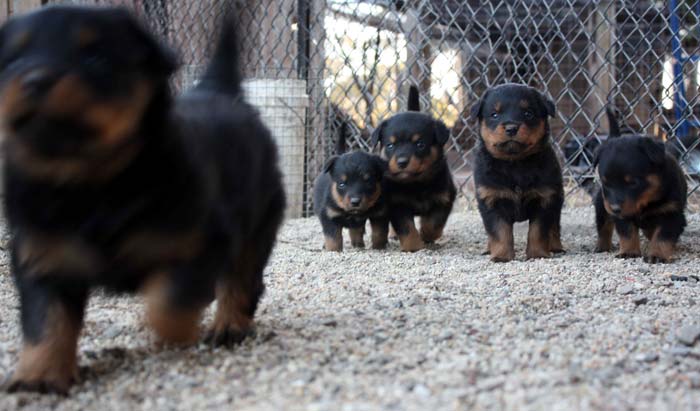 Breeding Working Rottweilers in Australia