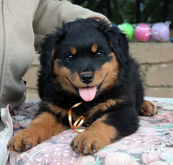 Breeding Working Rottweilers in Australia