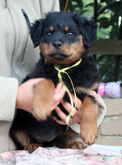 Breeding Working Rottweilers in Australia