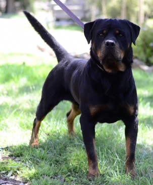 Breeding Working Rottweilers in Australia