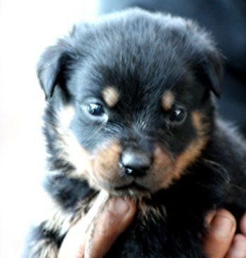 Breeding Working Rottweilers in Australia
