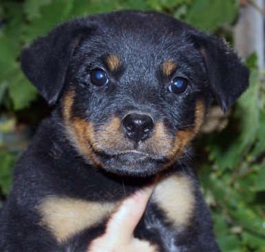 Breeding Working Rottweilers in Australia