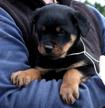 Breeding Working Rottweilers in Australia