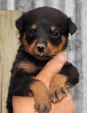 Breeding Working Rottweilers in Australia