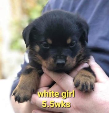 Breeding Working Rottweilers in Australia