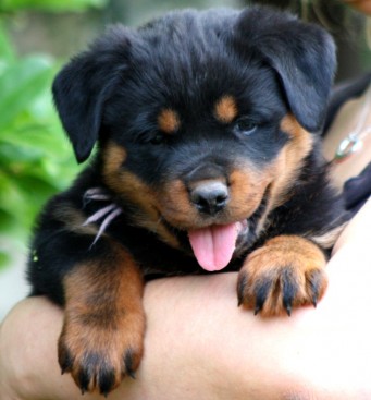 Breeding Working Rottweilers in Australia