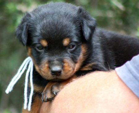 Breeding Working Rottweilers in Australia