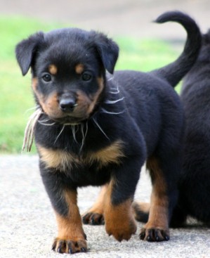 Breeding Working Rottweilers in Australia