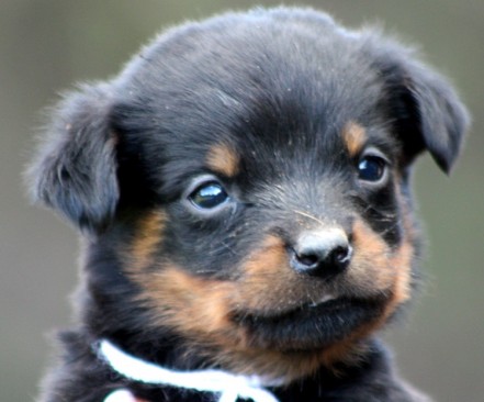 Breeding Working Rottweilers in Australia