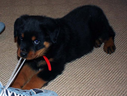Breeding Working Rottweilers in Australia