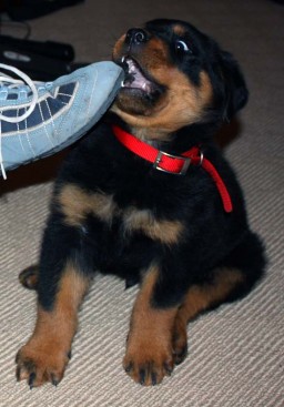 Breeding Working Rottweilers in Australia