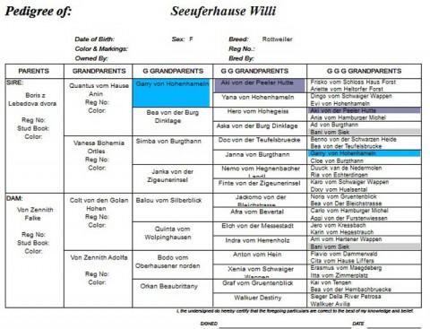 Breeding Working Rottweilers in Australia