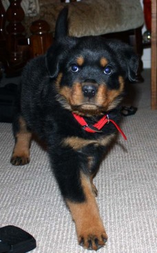 Breeding Working Rottweilers in Australia
