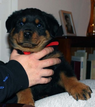 Breeding Working Rottweilers in Australia