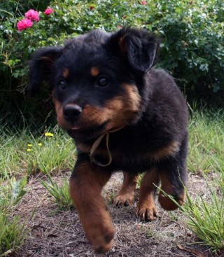 Breeding Working Rottweilers in Australia