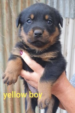 Breeding Working Rottweilers in Australia