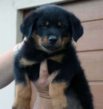 Breeding Working Rottweilers in Australia