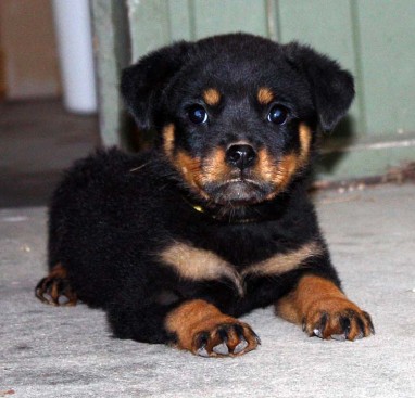 Breeding Working Rottweilers in Australia