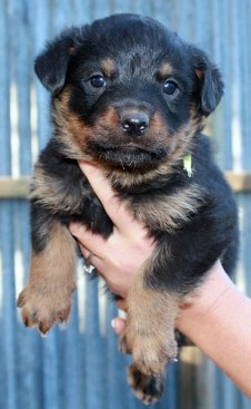 Breeding Working Rottweilers in Australia