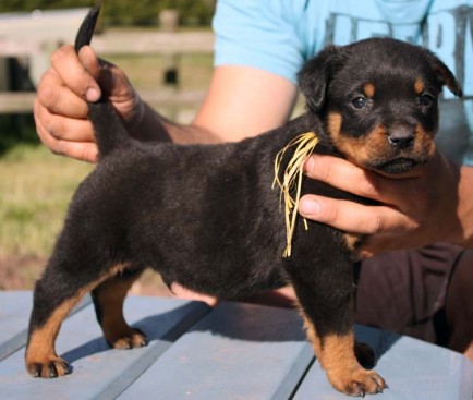 Breeding Working Rottweilers in Australia
