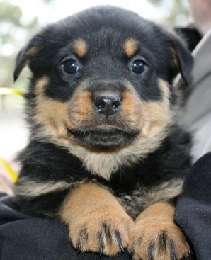 Breeding Working Rottweilers in Australia