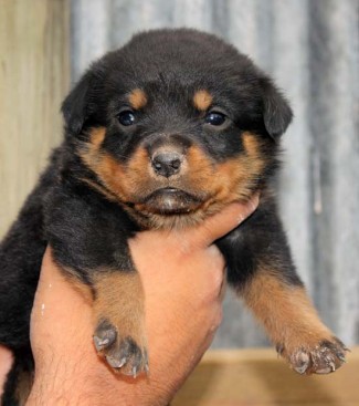 Breeding Working Rottweilers in Australia