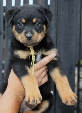 Breeding Working Rottweilers in Australia