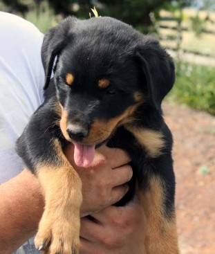 Breeding Working Rottweilers in Australia