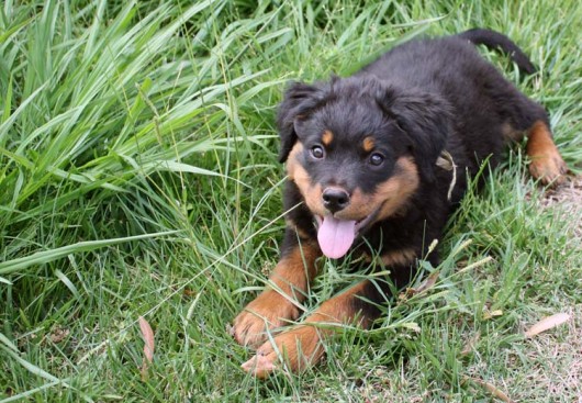 Breeding Working Rottweilers in Australia