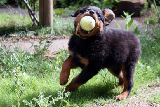 Breeding Working Rottweilers in Australia
