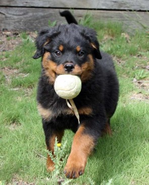 Breeding Working Rottweilers in Australia