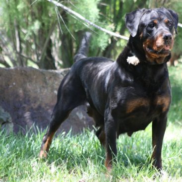 Breeding Working Rottweilers in Australia