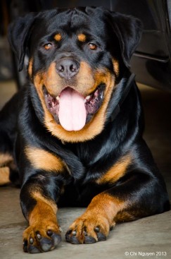 Breeding Working Rottweilers in Australia
