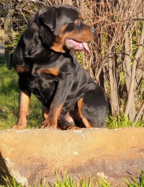 Breeding Working Rottweilers in Australia