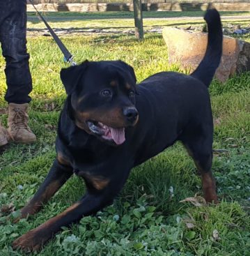 Breeding Working Rottweilers in Australia