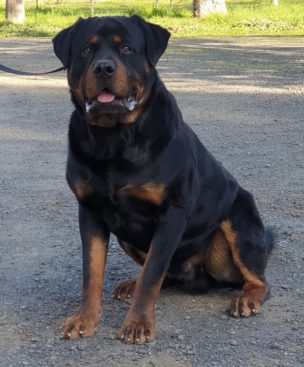 Breeding Working Rottweilers in Australia