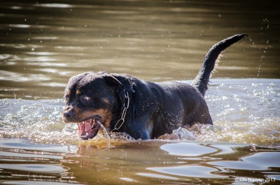 Breeding Working Rottweilers in Australia