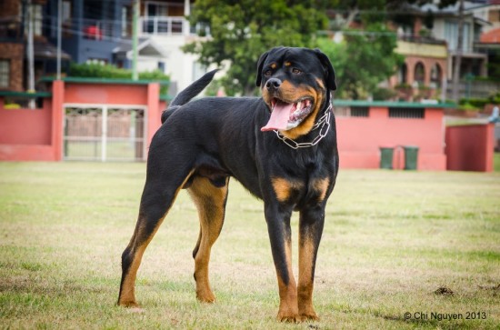 Breeding Working Rottweilers in Australia