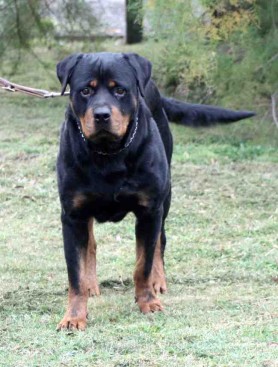 Breeding Working Rottweilers in Australia